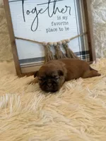 Freddie , a male Shih Tzu for sale in Success, MO – 5 of 5