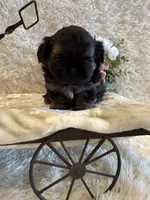 Oakley, a male Shih Tzu for sale in Success, MO – 3 of 10