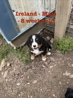 Ireland, a male Bernese Mountain Dog for sale in Success, MO – Photo 4 of 10