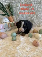 Ireland, a male Bernese Mountain Dog for sale in Success, MO – Photo 10 of 10
