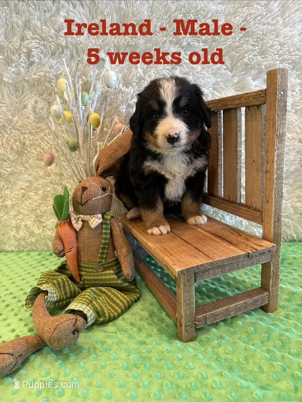 Ireland – Bernese Mountain Dog puppy for sale in Success, MO