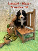 Ireland, a male Bernese Mountain Dog for sale in Success, MO – Photo 5 of 10