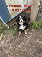 Ireland, a male Bernese Mountain Dog for sale in Success, MO – Photo 2 of 10