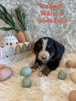 Ireland, a male Bernese Mountain Dog for sale in Success, MO – Photo 8 of 10