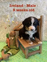 Ireland, a male Bernese Mountain Dog for sale in Success, MO – Photo 7 of 10