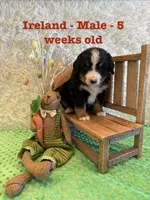 Ireland, a male Bernese Mountain Dog for sale in Success, MO – Photo 6 of 10