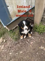 Ireland, a male Bernese Mountain Dog for sale in Success, MO – Photo 3 of 10