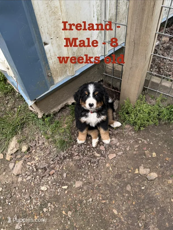 Ireland – Bernese Mountain Dog puppy for sale in Success, MO