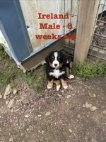 Ireland, a male Bernese Mountain Dog for sale in Success, MO – Photo 1 of 10