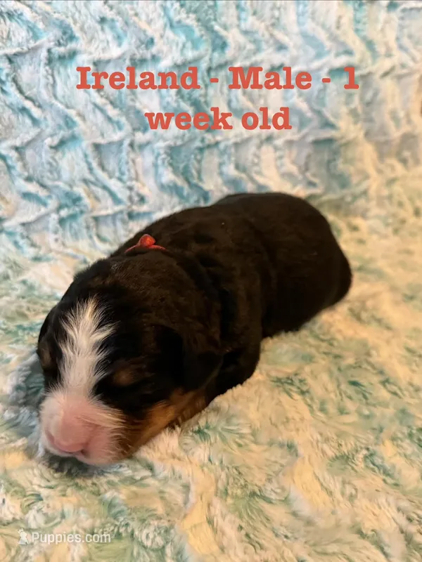 Ireland – Bernese Mountain Dog puppy for sale in Success, MO