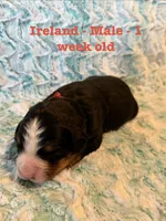 Ireland, a male Bernese Mountain Dog for sale in Success, MO – Photo 1 of 2