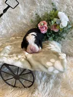 Dean, a male Bernese Mountain Dog for sale in Success, MO – 2 of 10
