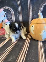 Berry, a male Pomeranian for sale in Success, MO – 2 of 6