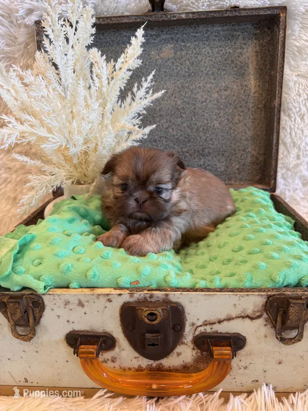 Sparrow – Shih Tzu puppy for sale in Success, MO