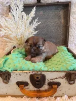 Sparrow, a male Shih Tzu for sale in Success, MO – 6 of 10