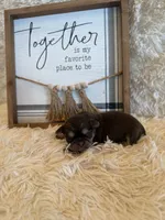 Brayden , a male Shih Tzu for sale in Success, MO – 2 of 8