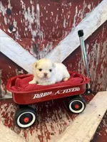 Delilah, a male Shih Tzu for sale in Success, MO – 5 of 10