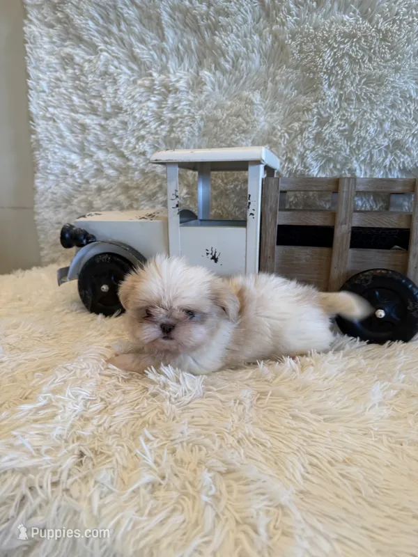 Brook – Shih Tzu puppy for sale in Success, MO