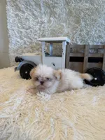 Brook, a male Shih Tzu for sale in Success, MO – 7 of 10
