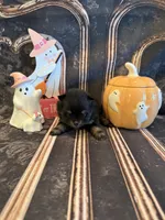 Brooklyn, a female Pomeranian for sale in Success, MO – 3 of 5