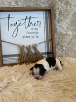 Charlie, a male Shih Tzu for sale in Success, MO – 2 of 3