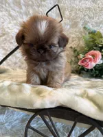 Finch, a male Shih Tzu for sale in Success, MO – 2 of 10