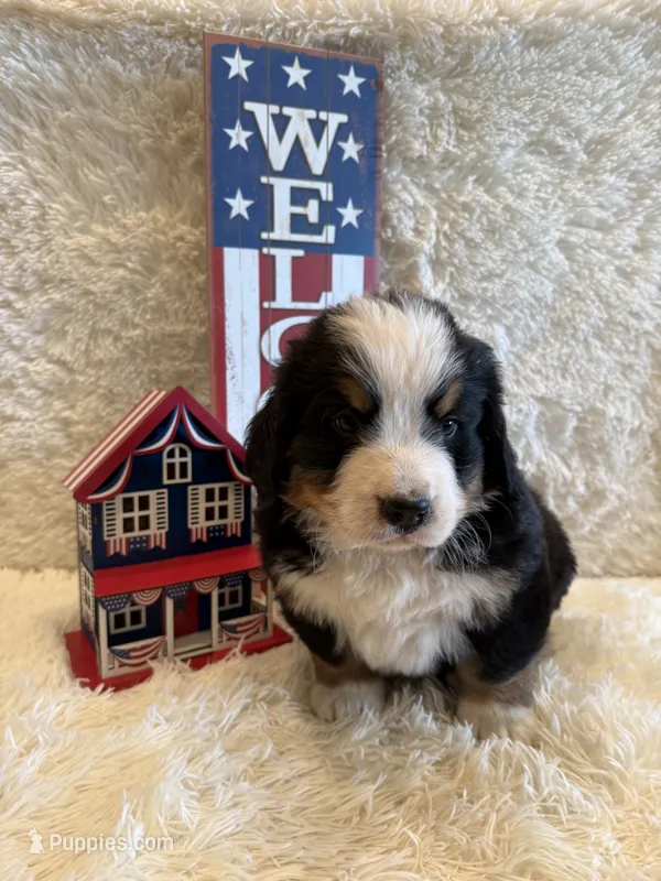John – Bernese Mountain Dog puppy for sale in Success, MO
