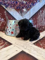 Tate, a male Shih Tzu for sale in Success, MO – 2 of 10