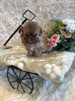 Sparrow, a male Shih Tzu for sale in Success, MO – 1 of 10