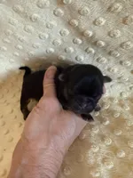 Oakley, a male Shih Tzu for sale in Success, MO – Photo 5 of 6