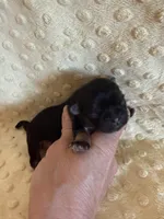 Oakley, a male Shih Tzu for sale in Success, MO – Photo 3 of 6