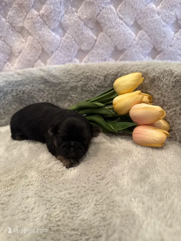 Oakley – Shih Tzu puppy for sale in Success, MO