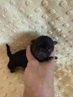 Oakley, a male Shih Tzu for sale in Success, MO – Photo 2 of 6