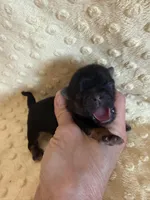 Oakley, a male Shih Tzu for sale in Success, MO – Photo 4 of 6