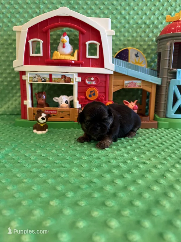 Oakley – Shih Tzu puppy for sale in Success, MO