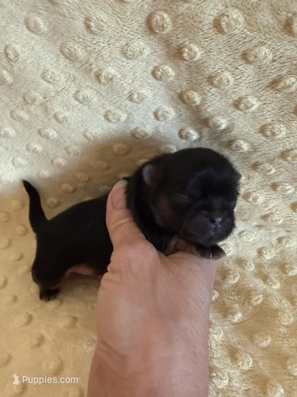 Oakley – Shih Tzu puppy for sale in Success, MO