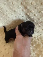 Oakley, a male Shih Tzu for sale in Success, MO – Photo 1 of 6