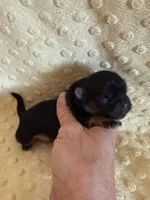 Oakley, a male Shih Tzu for sale in Success, MO – Photo 6 of 6