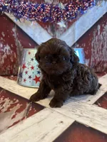 Kayce, a male Shih Tzu for sale in Success, MO – 2 of 10