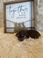 Brayden , a male Shih Tzu for sale in Success, MO – 6 of 8