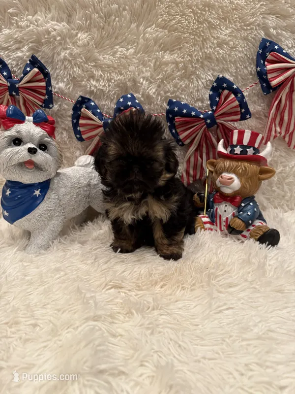 Oakley – Shih Tzu puppy for sale in Success, MO