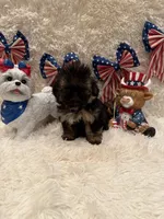Oakley, a male Shih Tzu for sale in Success, MO – 4 of 10