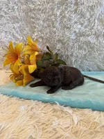 Cal, a male Shih Tzu for sale in Success, MO – 6 of 6