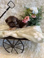 Greene , a male Shih Tzu for sale in Success, MO – 2 of 10