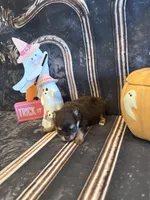 Maple , a female Pomeranian for sale in Success, MO – 3 of 6