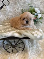 Reed, a male Shih Tzu for sale in Success, MO – 3 of 10