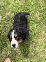 Hannah , a female Bernese Mountain Dog for sale in Success, MO – 6 of 10