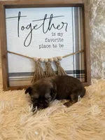 Maria , a female Shih Tzu for sale in Success, MO – 3 of 9