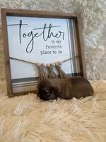 Elise , a female Shih Tzu for sale in Success, MO – 2 of 7