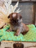 Finch, a male Shih Tzu for sale in Success, MO – 7 of 10